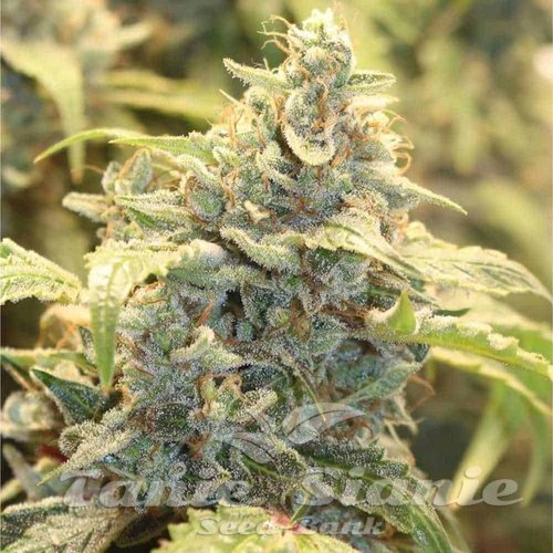 Nasiona Marihuany Creme Tasmo Auto - MEPHISTO GENETICS