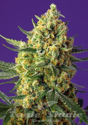 Nasiona Marihuany Crystal Candy XL Auto - SWEET SEEDS