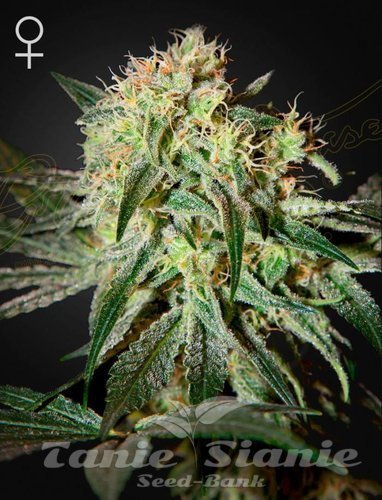 Nasiona Marihuany Damn Sour - GREEN HOUSE SEEDS
