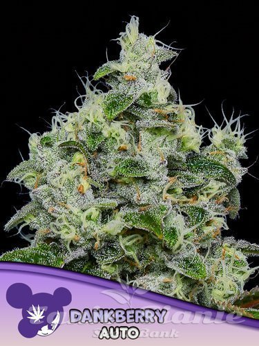 Nasiona Marihuany Dankberry Auto - ANESIA SEEDS
