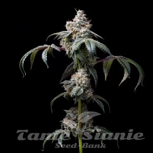 Dirty Diana - COOKIES SEEDS