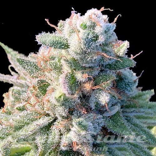 DMT Auto