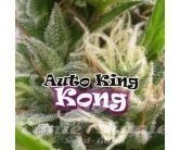 Nasiona Marihuany Auto King Kong - DR UNDERGROUND