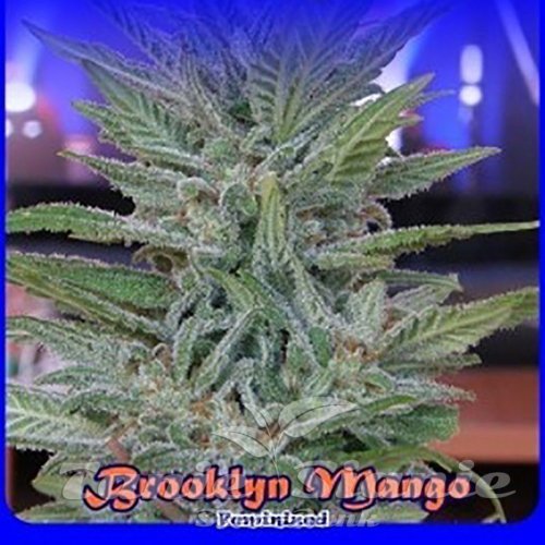 Nasiona Marihuany Brooklyn Mango - DR UNDERGROUND