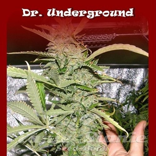 Nasiona Marihuany Chrystal METH - DR UNDERGROUND