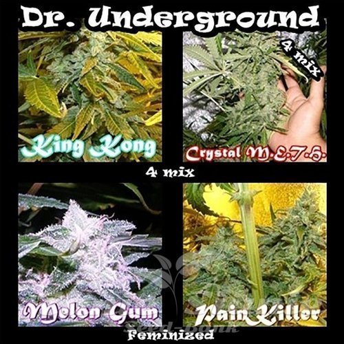 Nasiona Marihuany Surprise Killer Mix - DR UNDERGROUND
