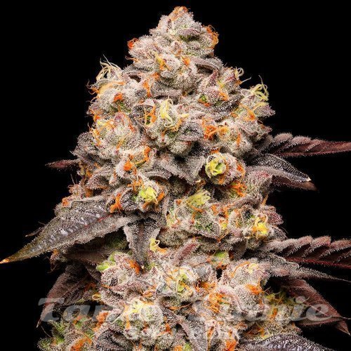 Dried Fruit - COOKIES SEEDS