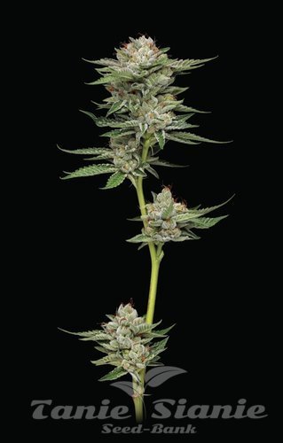 Durban Poison Auto - HUMBOLDT SEEDS COMPANY