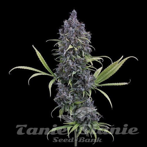 Nasiona Marihuany Durban Thai x C99 - BROTHERS GRIMM SEEDS