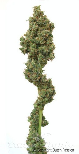 Nasiona Marihuany Euforia - DUTCH PASSION