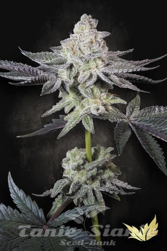 Nasiona Marihuany Emerald Envy - PARADISE SEEDS