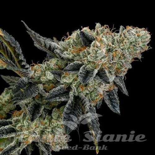 End Game RBX - ETHOS GENETICS