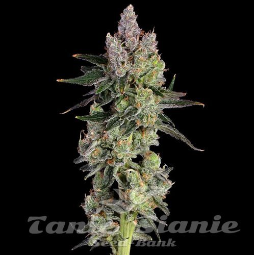 Equilibrium - HAPPY VALLEY GENETICS