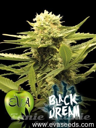 Nasiona Marihuany Black Dream - EVA SEEDS