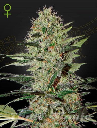 Nasiona Marihuany Exodus Cheese Auto - GREEN HOUSE SEEDS