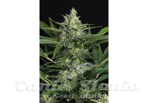 Nasiona Marihuany Green Gummy Auto - EXOTIC SEED