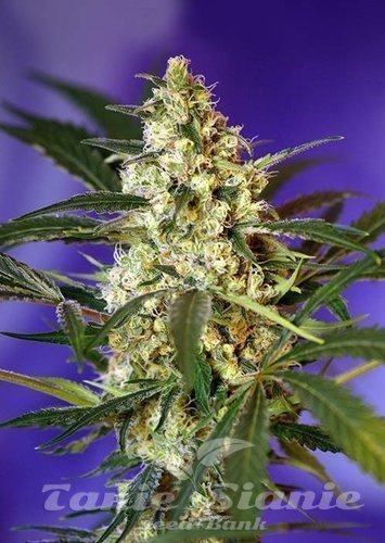 Nasiona Marihuany Fast Bud #2 - SWEET SEEDS