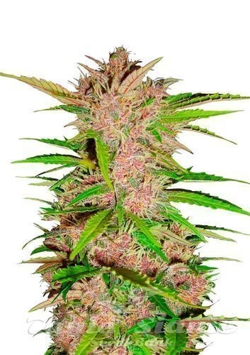 Nasiona Marihuany Fastberry Auto - FASTBUDS