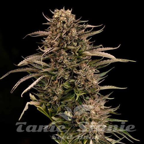 Nasiona Marihuany Fatso GMO F1 Auto - SEEDSMAN