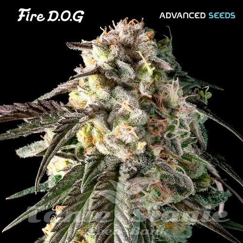 Nasiona Marihuany Fire DOG - ADVANCED SEEDS