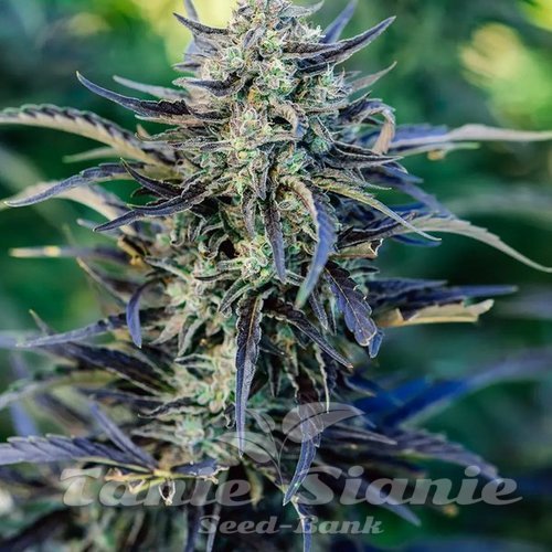 Fog Dog Auto - ATLAS SEEDS