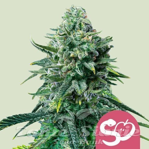 Nasiona Marihuany Forbidden Fruit - ROYAL QUEEN SEEDS