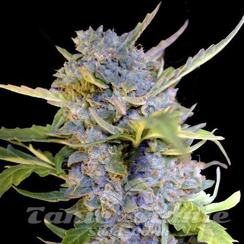 Nasiona Marihuany Fro-Yo Auto - G13 LABS