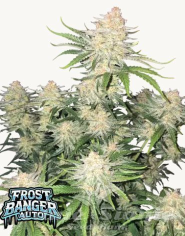 Nasiona Marihuany Frostbanger Auto - FASTBUDS
