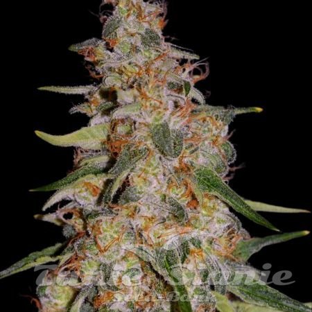Nasiona Marihuany Frosted Guava Auto - GREEN HOUSE SEEDS
