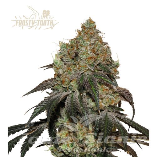 Frosty Tooth - SEED STOCKERS