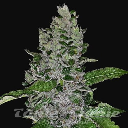 Nasiona Marihuany Frozen Afghan Mintz - G13 LABS