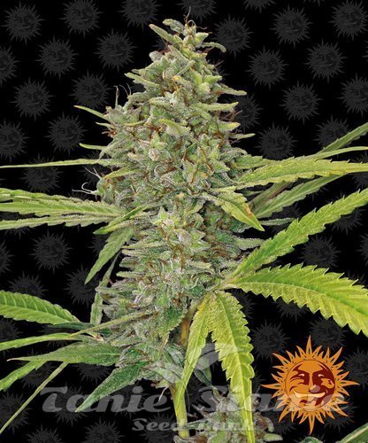Nasiona Marihuany G13 Haze - BARNEY’S FARM
