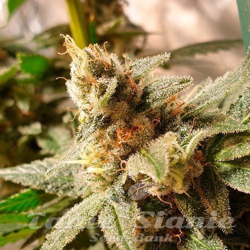 Nasiona Marihuany Gala CBD - R-KIEM SEEDS