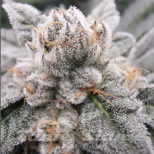 Gary Burger - ELEV8 SEEDS