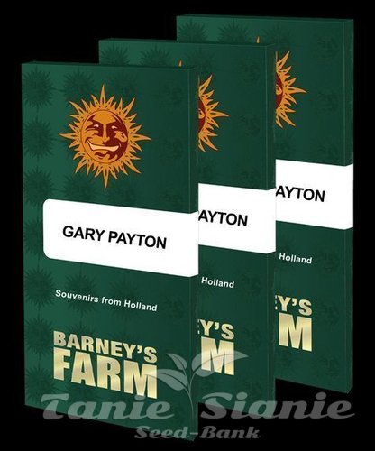 Nasiona Marihuany Gary Payton - BARNEY'S FARM