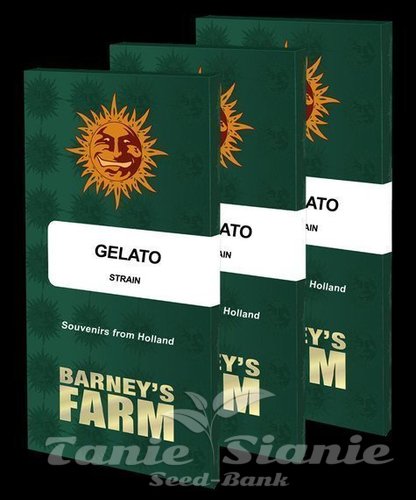 Nasiona Marihuany Gelato - BARNEY'S FARM