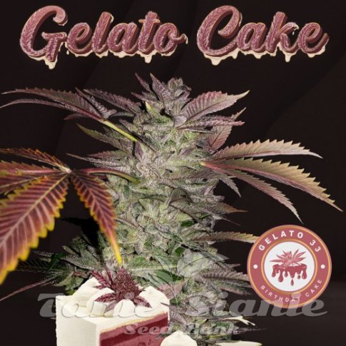 Nasiona Marihuany Gelato Cake - T.H. Seeds