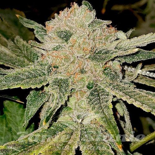 Gelato Kiss - ELEV8 SEEDS