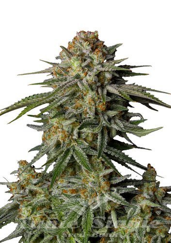 Nasiona Marihuany GG4 Sherbet FAST - FASTBUDS