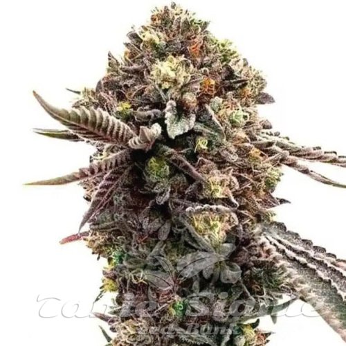Ghost Train Haze x Pellezin