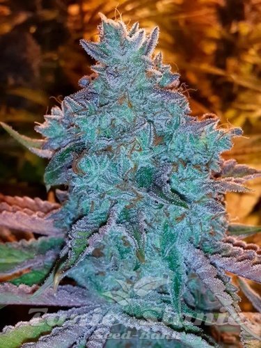 Nasiona Marihuany Girl Scout Cookies Auto - THE CALI CONNECTION