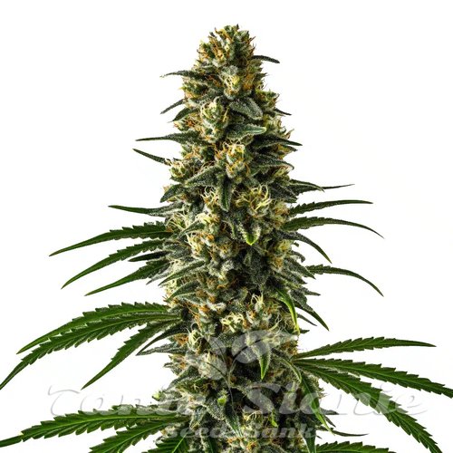 Girl Scout Cookies - BLIMBURN SEEDS