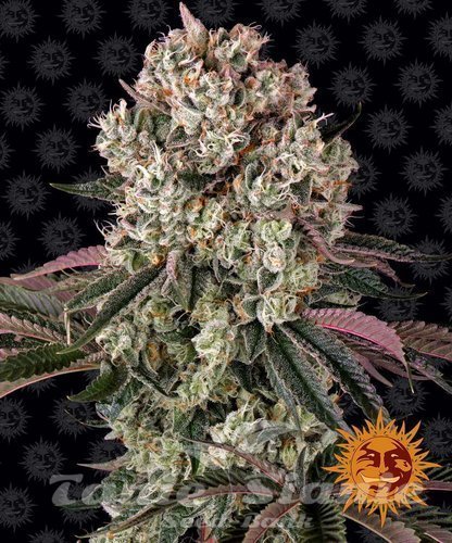 Nasiona Marihuany Glookies - BARNEY'S FARM