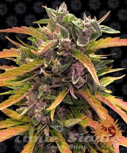 Nasiona Marihuany Gorilla Glue Auto - BARNEY'S FARM