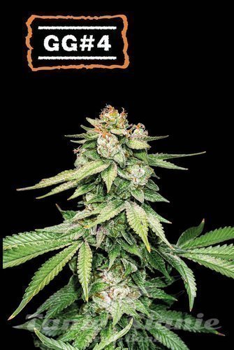 GG#4 Auto - SEED STOCKERS