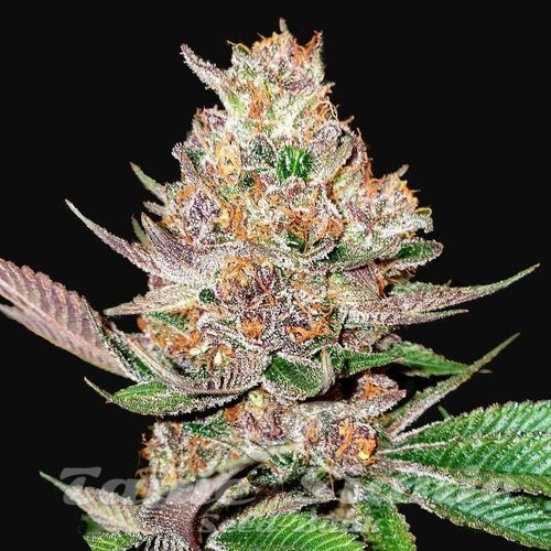 Gorilla Punch Auto