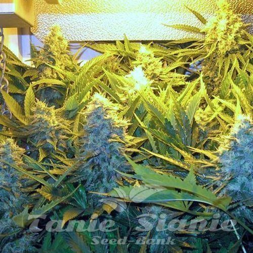 Grapefruit