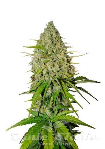 Nasiona Marihuany Grapefruit Matic Auto - FASTBUDS