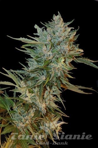 Nasiona Marihuany Haze Gom - GRASS-O-MATIC