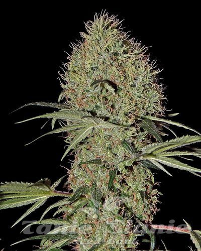 Nasiona Marihuany Super Bud Autoflowering - GREEN HOUSE SEEDS
